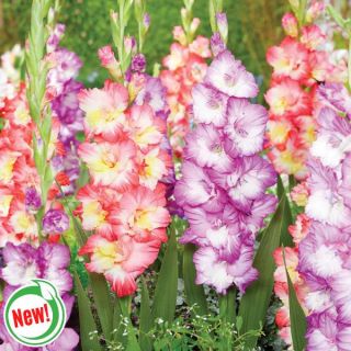 Whats Up Parrot Gladiolus Blend Thumbnail